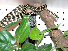 JCP close up pic in new cage set up