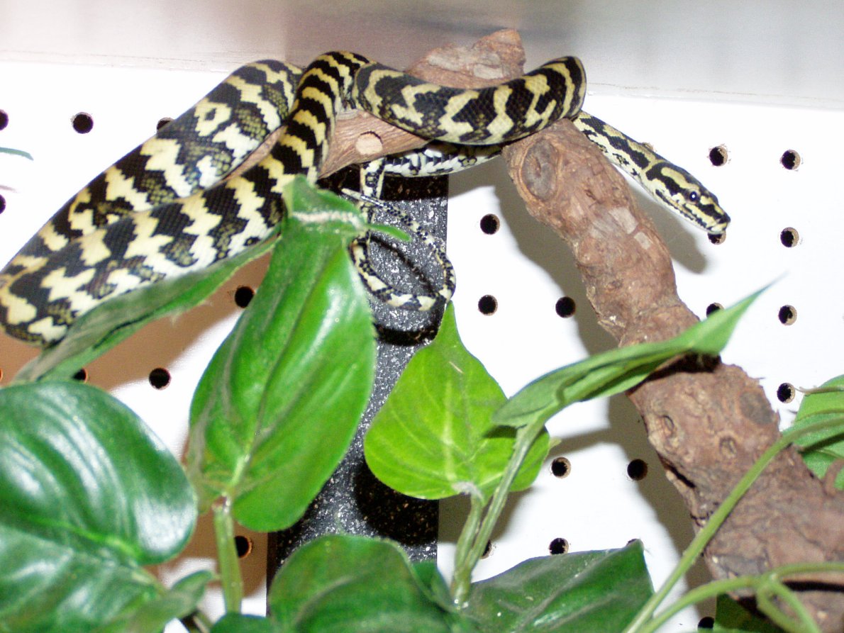 JCP close up pic in new cage set up