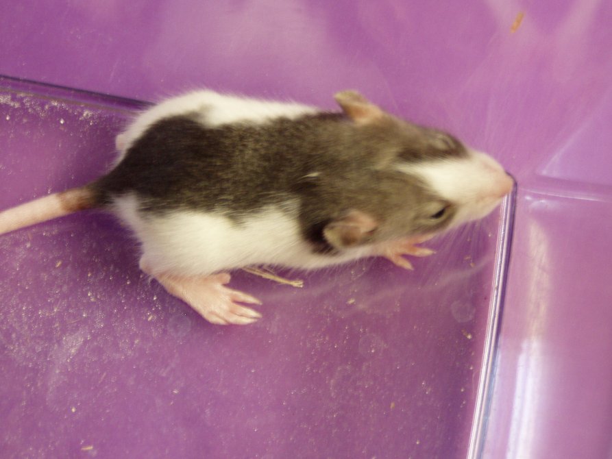 cute rat 1