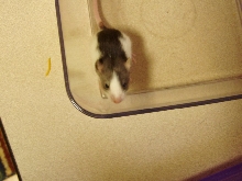 cute rat 2