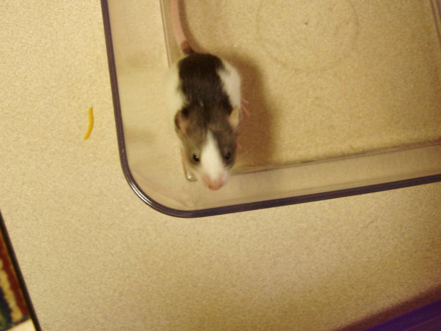 cute rat 2