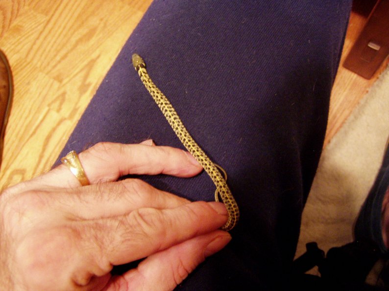 het checkered garter 2