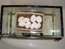 incubator