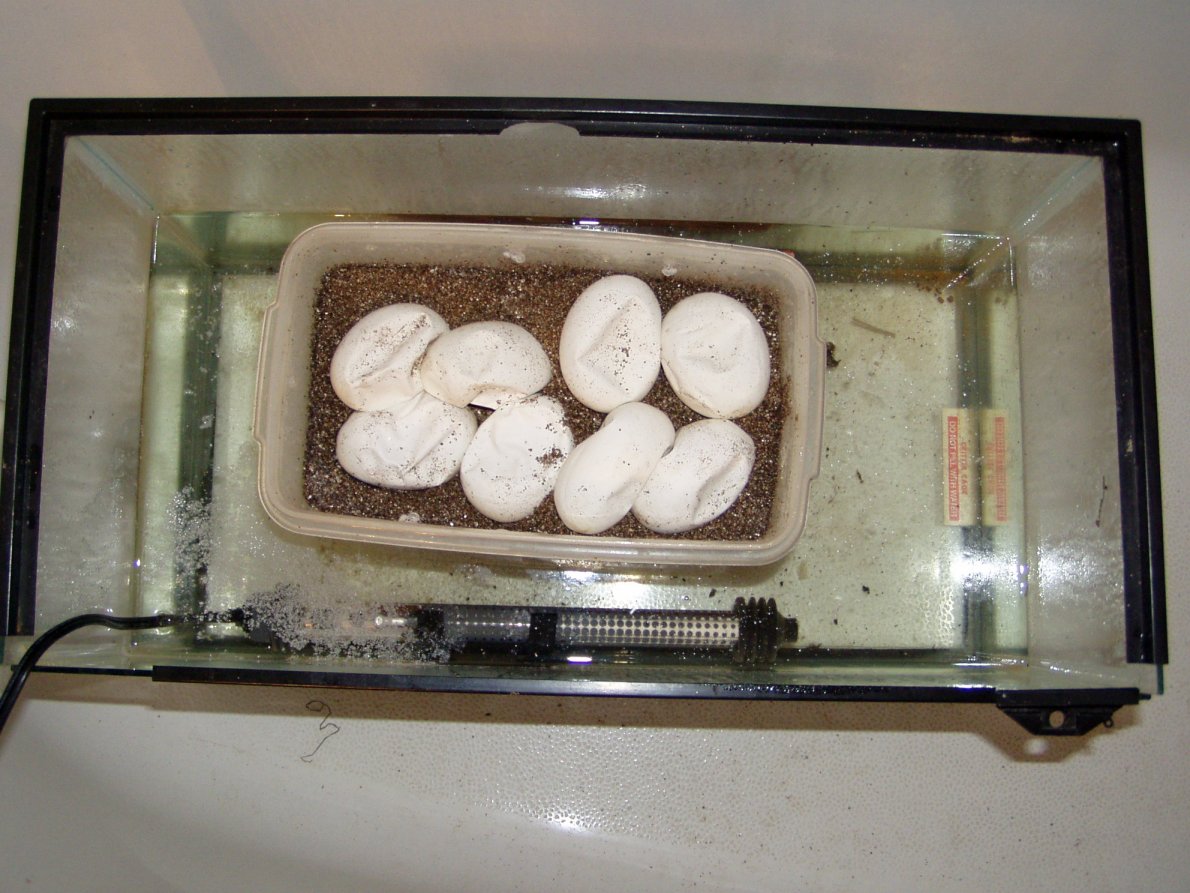 incubator