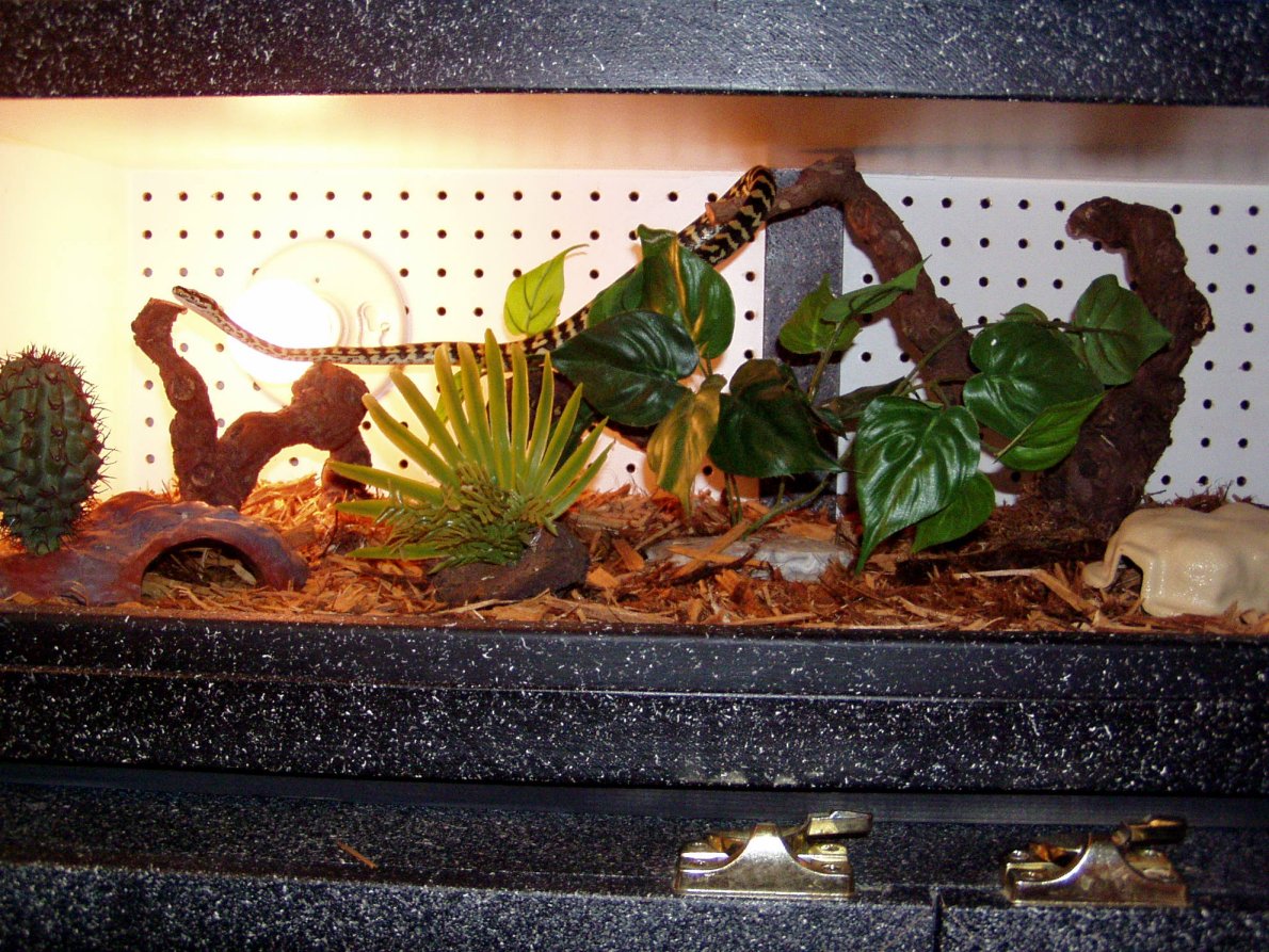 Jungle Carpet Python overall pic of set up