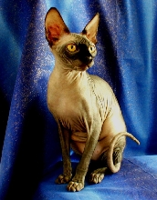 Aristocattery Queen Anubis