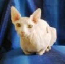 Aristocattery Sire Aten