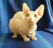 Aristocattery Sire Aten