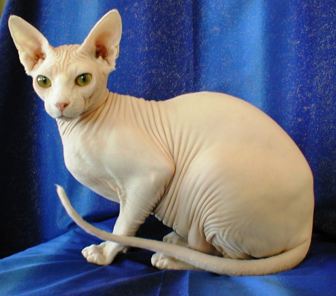 Aristocattery Queen Bastet