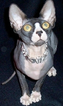Aristocattery Queen Isis-Blue