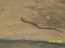 N. Watersnake swimming