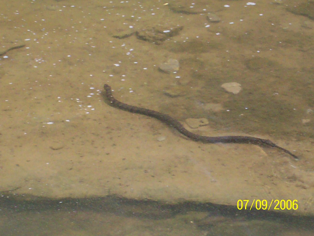 N. Watersnake swimming