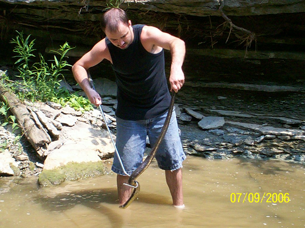 Adult Northern Watersnake