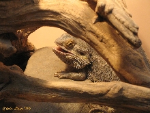 Bearded Dragon photo