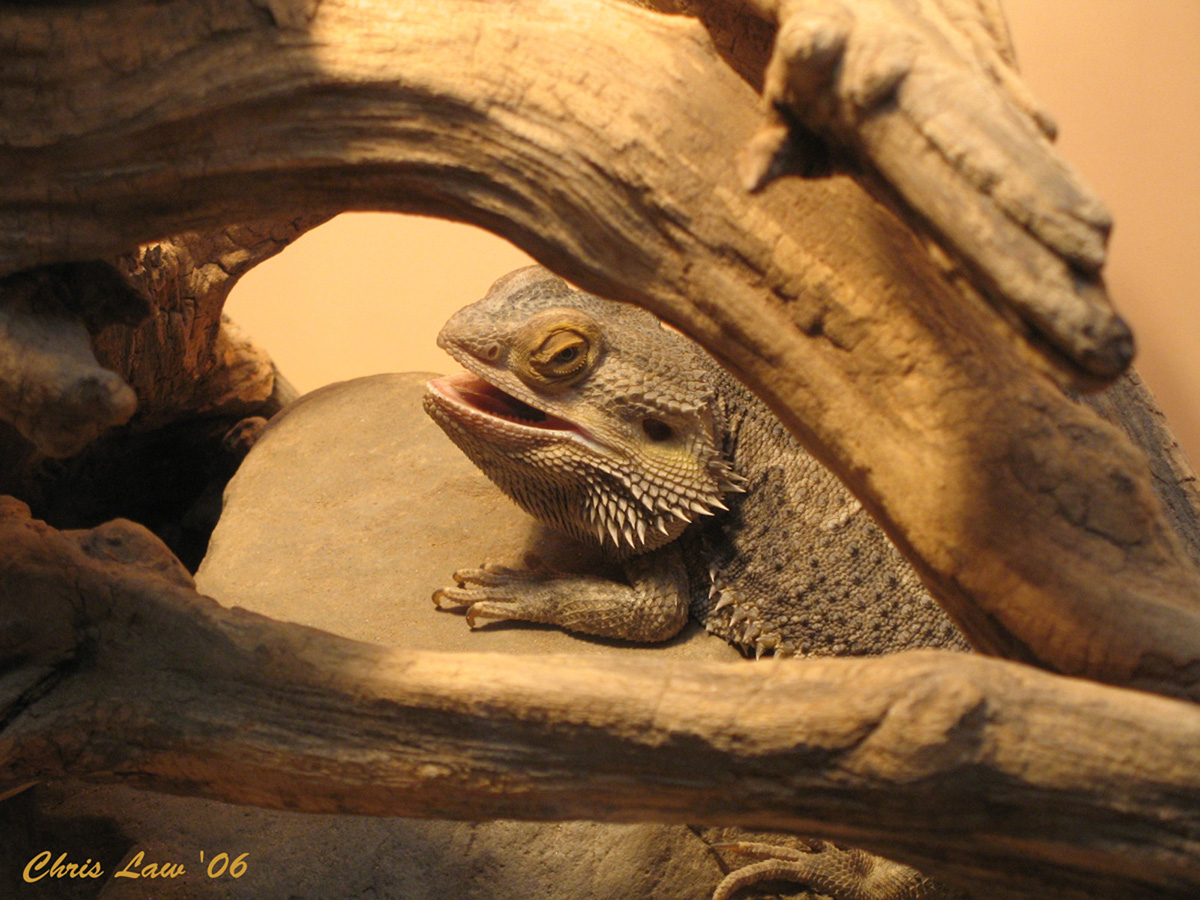 Bearded Dragon photo