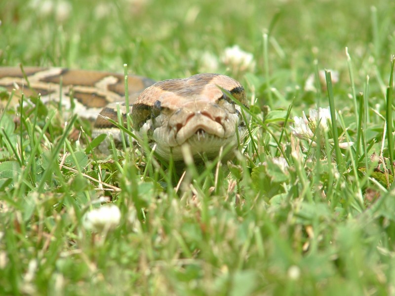 Burmese Face