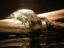 Chinese Alligator