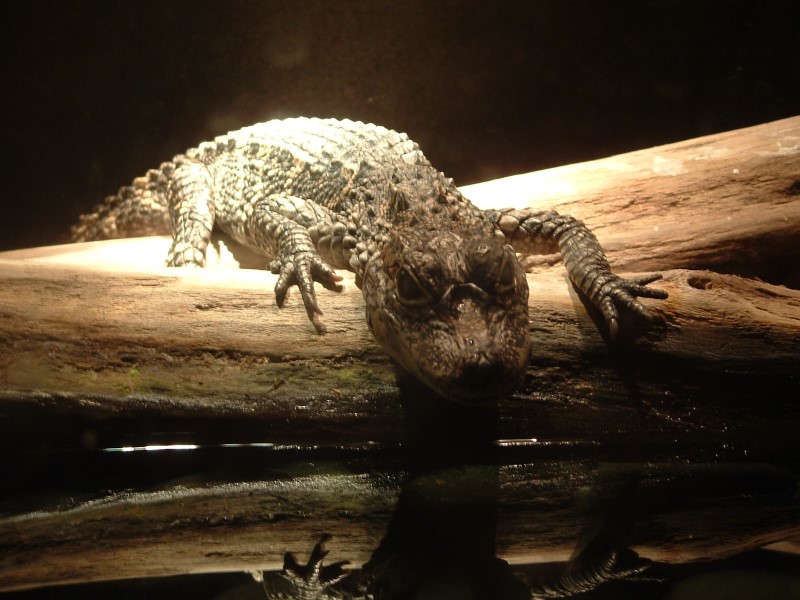 Chinese Alligator