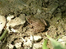 toad