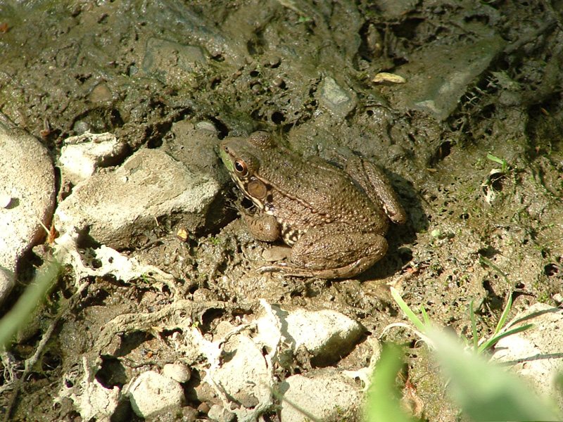 toad
