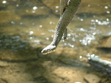 another of the watersnake