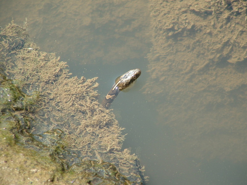 Northern Watersnake
