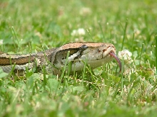 new shot of my burm