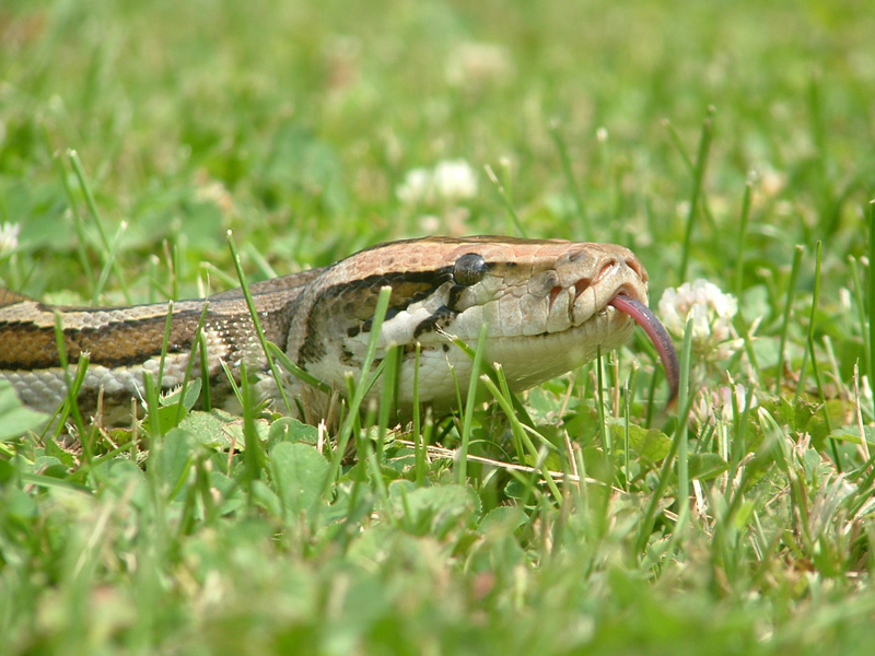 new shot of my burm