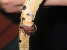 Damaged Hemipene Great Basin Gopher snake