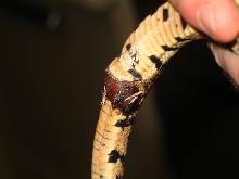 Damaged hemipene possible abscess?