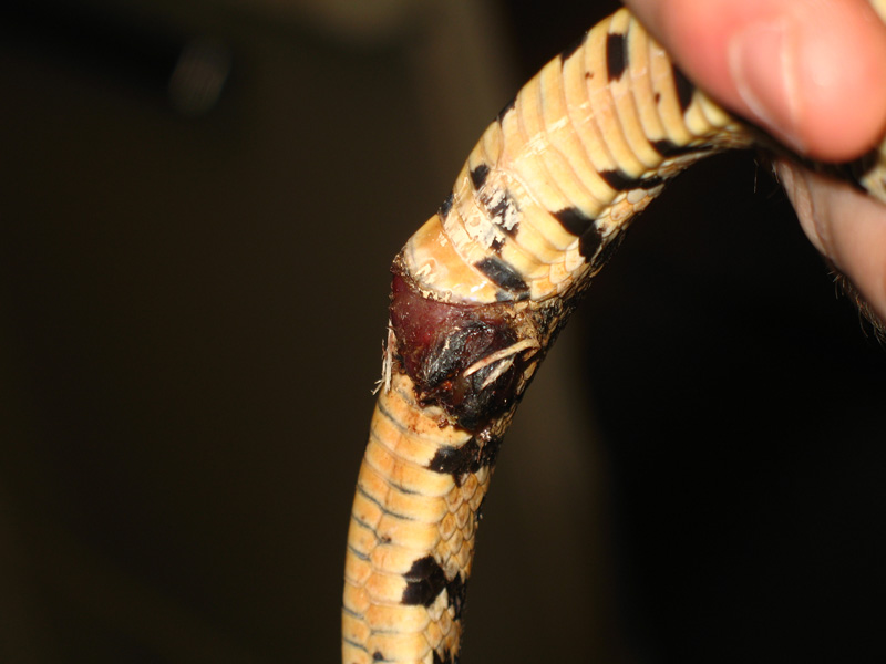 Damaged hemipene possible abscess?