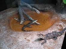 Gator display