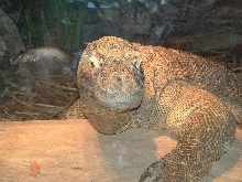 Komodo Dragon at Toledo Zoo