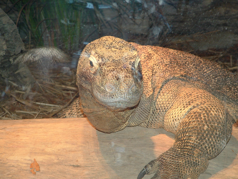 Komodo Dragon at Toledo Zoo