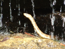 Northern Water snake (Large Version)