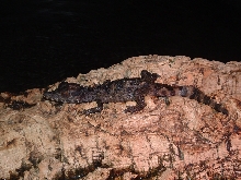 P. Trigonatus