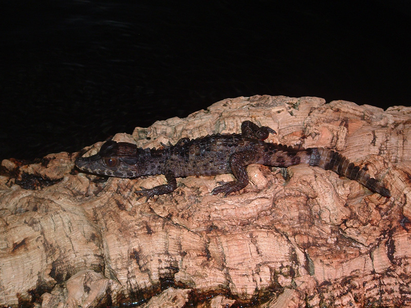 P. Trigonatus