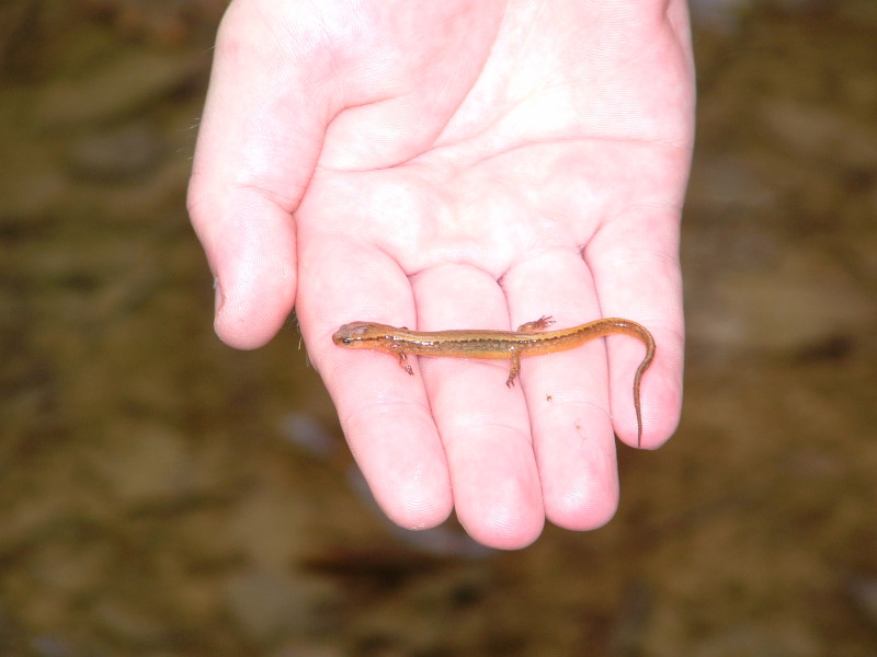 Salamander