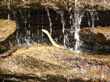 Norther Water Snake (small version)