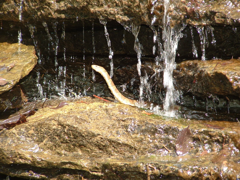 Norther Water Snake (small version)