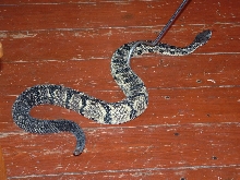 Timber Rattler