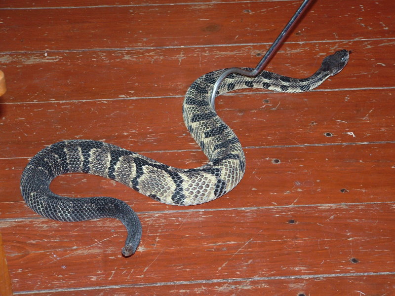 Timber Rattler