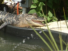 Tyson in the Pond