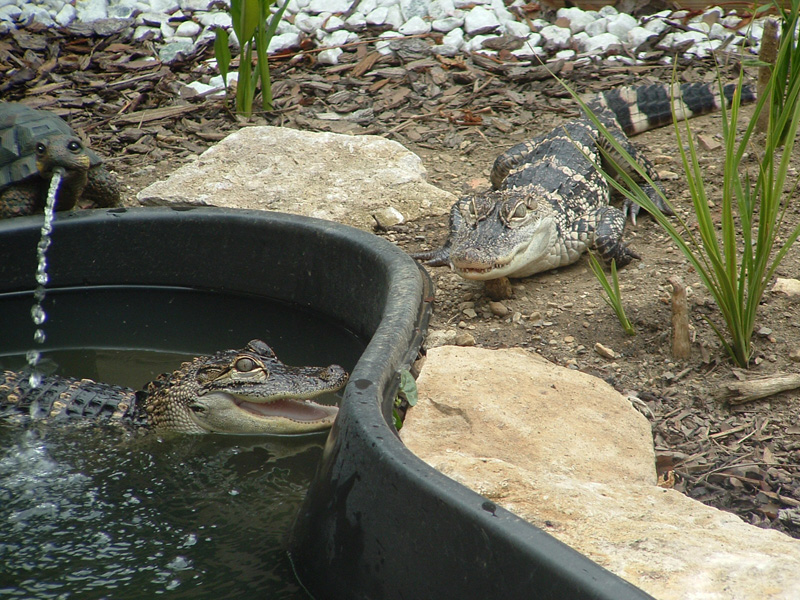 gators