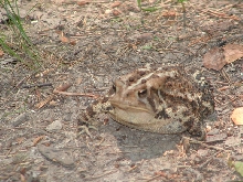 Toad
