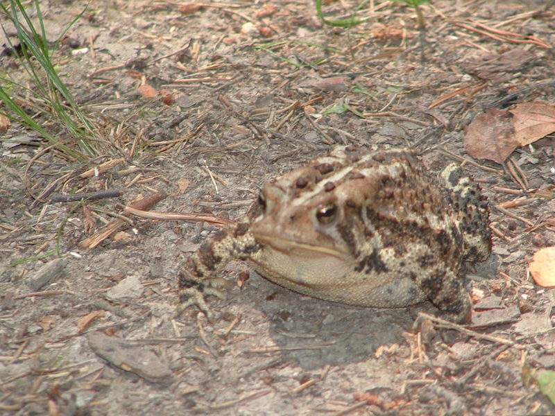 Toad