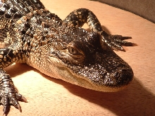 New closeup of Tyson