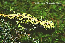 Yellow marmoratus