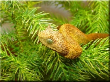 Atheris ceratophorus