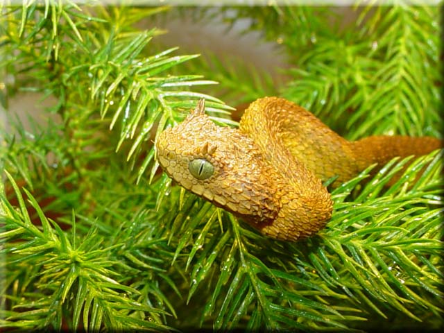 Atheris ceratophorus